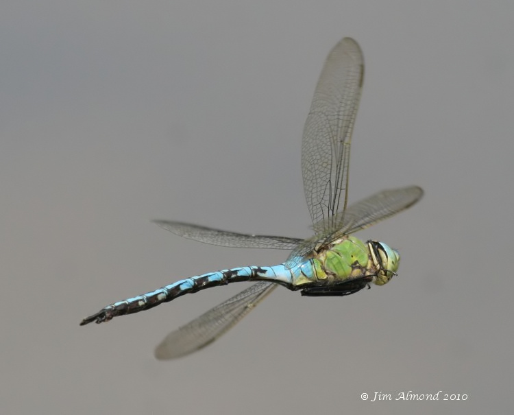 Emporer dragonfly flight VP 3 7 06 IMG_5322